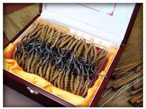 达尔罕茂明安联合冬虫夏草回收